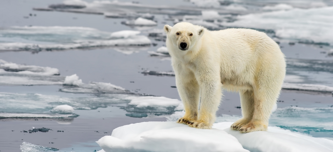 Mosaic : une expédition inédite pour observer le climat